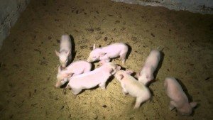Методи вирощування і утримання свиней у великих господарствах