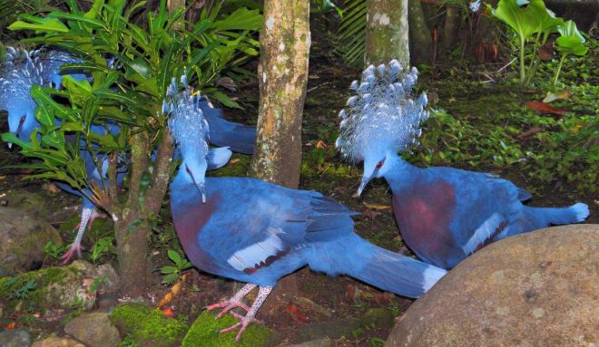 Вінценосний голуб: огляд, факти, фото породи