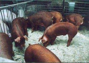 Мясна порода свиней Дюрок: характеристика, годування і умови утримання