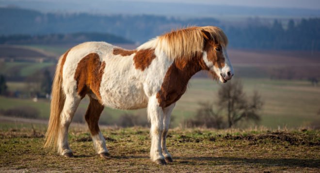 Конячка поні: розведення, утримання, породи та фото