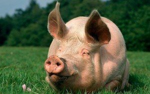 Технологія оброблення туші свині на частини і використання субпродуктів