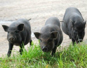 Розмноження та розведення вєтнамських свиней в домашніх умовах