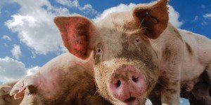 Гемофилез свиней: встановлення діагнозу, профілактика і лікування