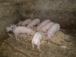 Як необхідно годувати свиней, щоб вони швидко росли і як підвищити харчову цінність кормів?