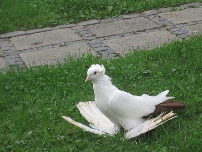 Бойные голуби: породи з описом, характеристика та фото