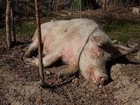 Чому свиня падає на задні ноги і які заходи необхідно вжити?