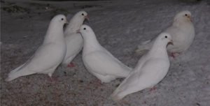 Іранські голуби: бойные, головатые, щекатые підвиди породи