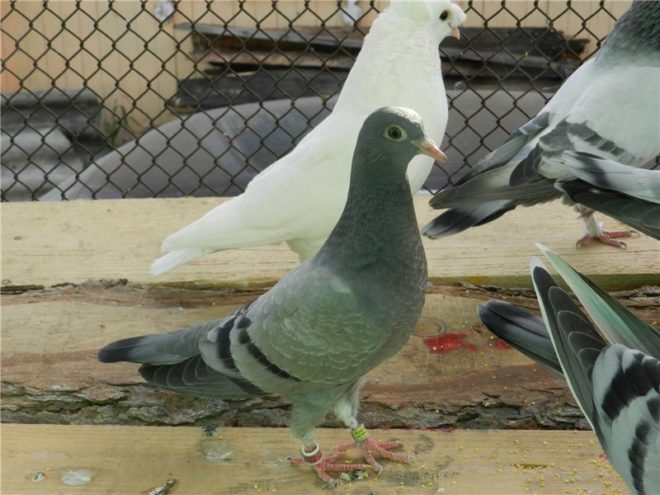 Англійські голуби Типплеры: опис породи, догляд, фото