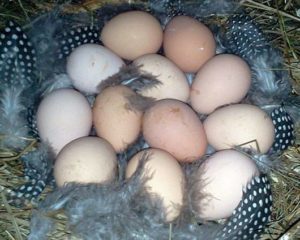 Коли цесарки починають нести яйця, несучість птахів