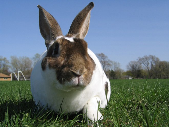 Мокрець у кроликів: чим лікувати хворобу, опис, фото