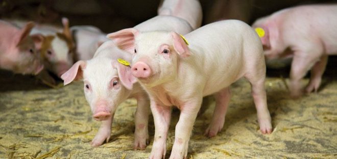 Відлучення поросят від свиноматки: в якому віці і як це робити