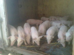 Велика біла порода свиней: характеристики, годівля і утримання
