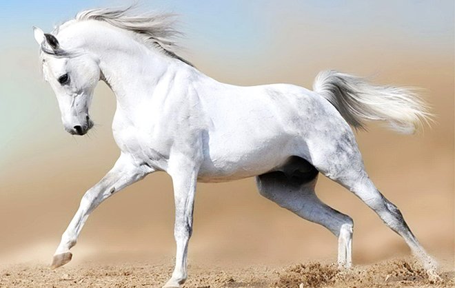 Найшвидша кінь у світі   яка це порода і досягається швидкість