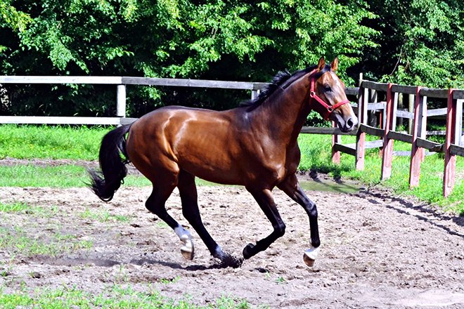 Ганноверська порода коней: опис, характеристики і фото