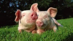Які господарські та біологічні особливості свиней існують?