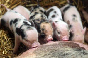 Порода свиней Петрен: переваги та недоліки
