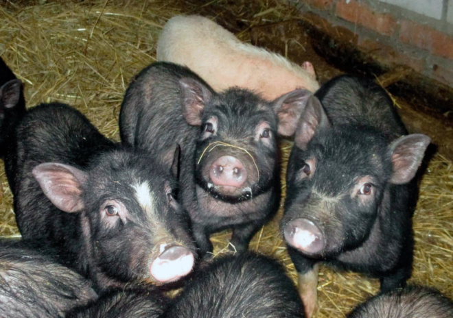 Відлучення поросят від свиноматки: в якому віці і як це робити