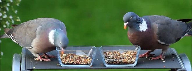 Що їдять і чим годувати голубів в домашніх умовах і на вулиці