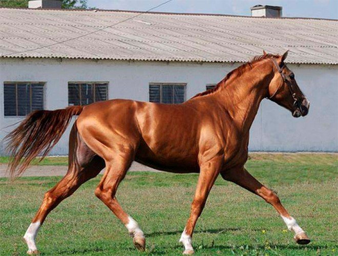 Донська порода коней: характеристики, опис та фото