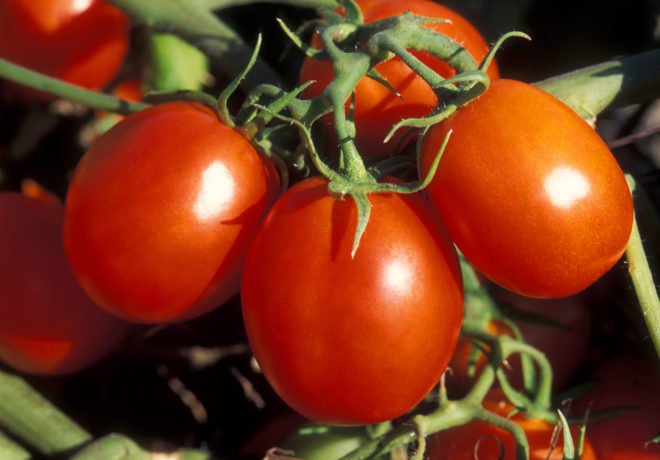 Томат Де барао: характеристика та опис сорту помідорів, фото