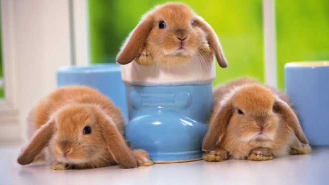 Як купати кролика: методи миття, поради, відео та фото