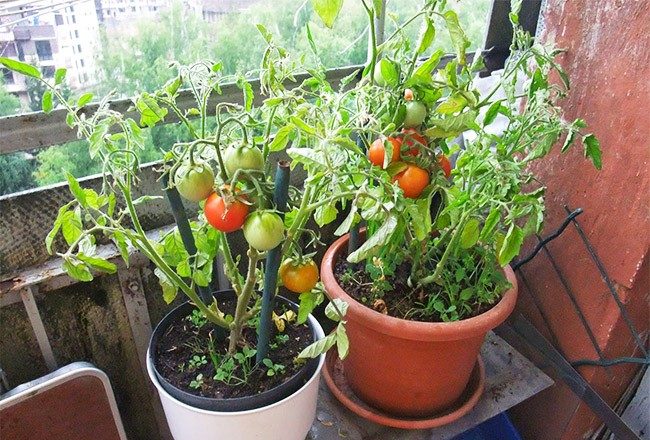 Помідори «Балконне диво»: вирощування томата, характеристики і опис