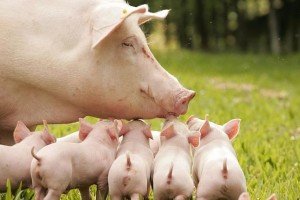 Велика біла порода свиней: характеристики, годівля і утримання
