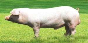 Найпопулярніша порода Ландрас свині беконного типу