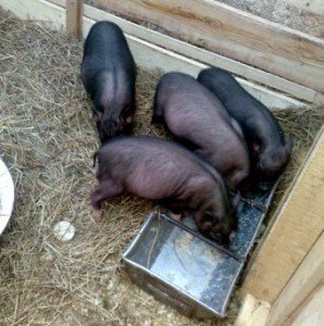 Чим годувати свиней, щоб якість мяса і сала було найвищим?