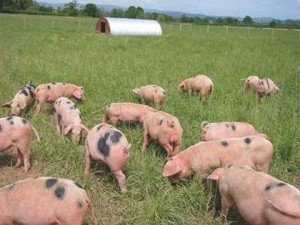 Скільки корму потрібно свині для відгодовування залежно від мети вирощування: сало або мясо?