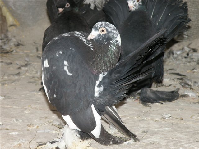 Ставні голуби: види, опис, фото породи