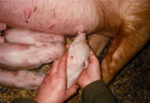 Опорос свиней: підготовка інструментів і приміщення, допомогу при пологах