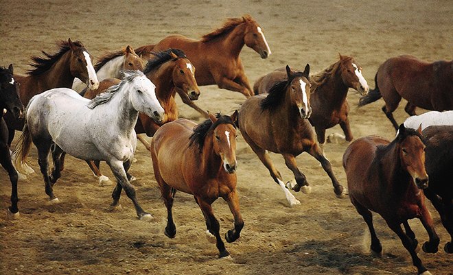 Мустанги: дикі коні, опис, характеристики і фото