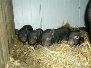 Годування поросят сисунів і свиноматки після відлучення дитинчат