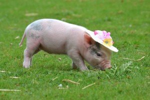 Домашня свиня: вирощування і необхідний догляд