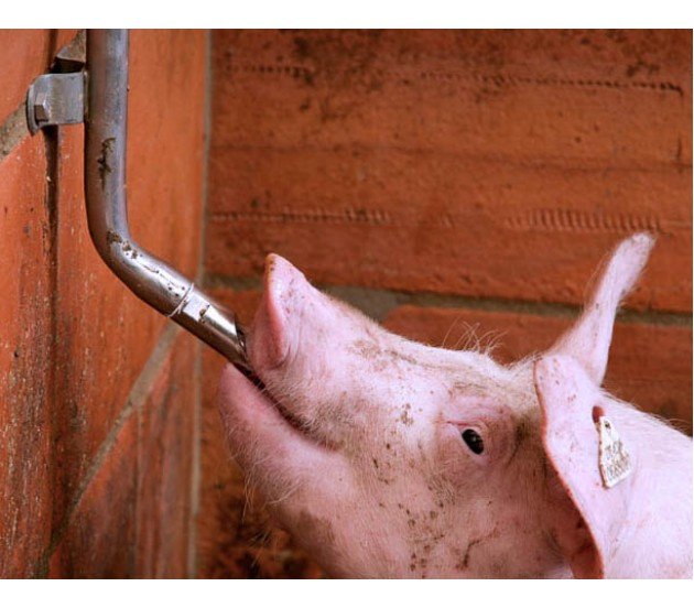 Поїлки для свиней: своїми руками, види, фото