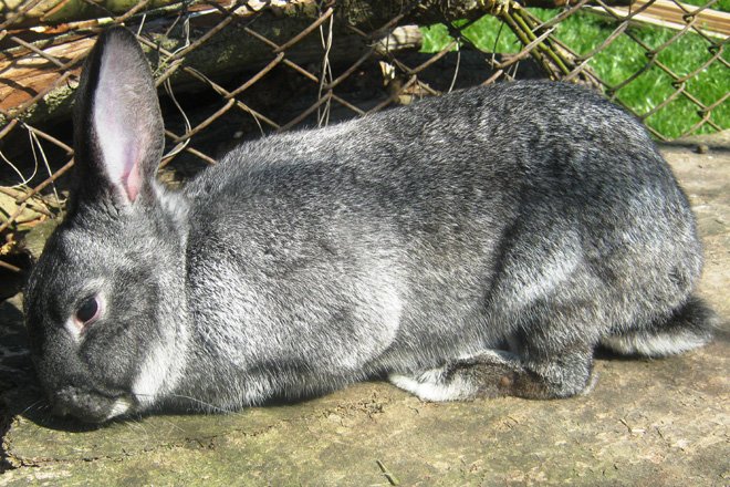 Кролики мясних порід: опис, розведення, фото
