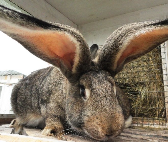 Кролики породи Різен: опис, фото, характеристики