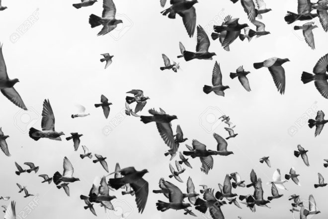 Бойные голуби: породи з описом, характеристика та фото