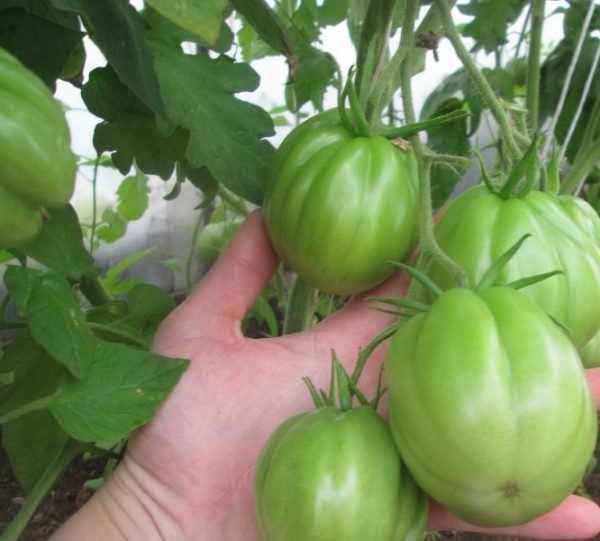 Опис і характеристики томату «Сто пудів»   Kselu