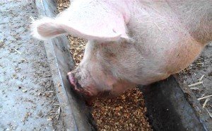 Скільки корму потрібно свині для відгодовування залежно від мети вирощування: сало або мясо?