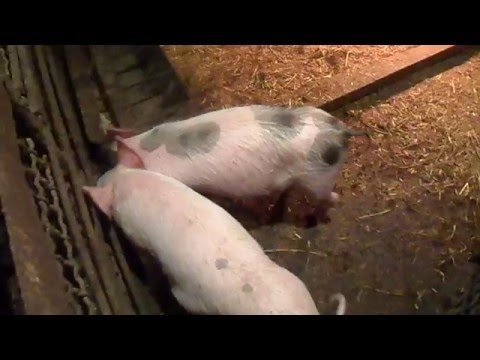 Кормові добавки, біодобавки та стимулятори росту для свиней