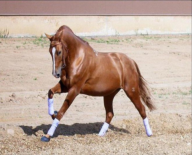 Донська порода коней: характеристики, опис та фото
