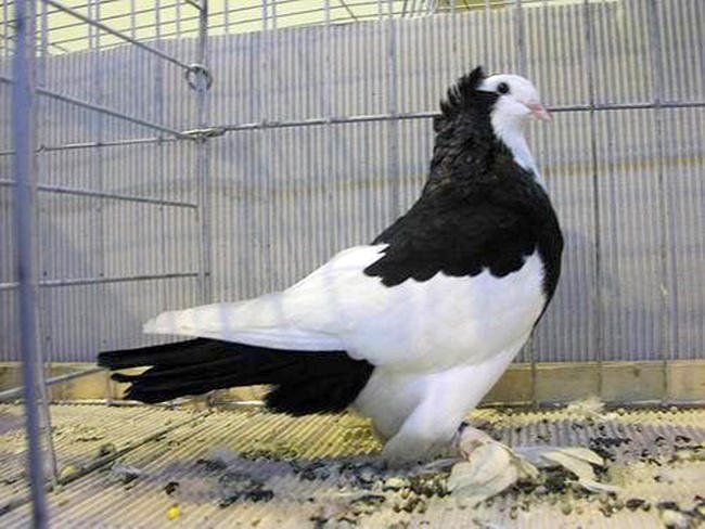 Високольотні голуби: опис видів, фото породи