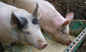 Кормові добавки, біодобавки та стимулятори росту для свиней