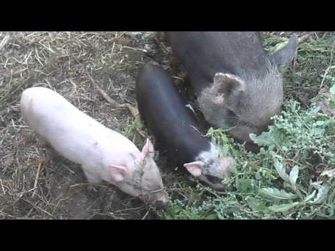 Що їсть свиня і за якою технологією і системі її годувати?