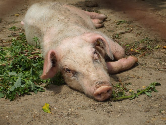 РРСС свиней: лікування, симптоми, профілактика