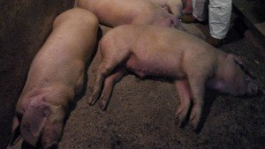Африканська чума свиней: симптоматика, діагностика і профілактика