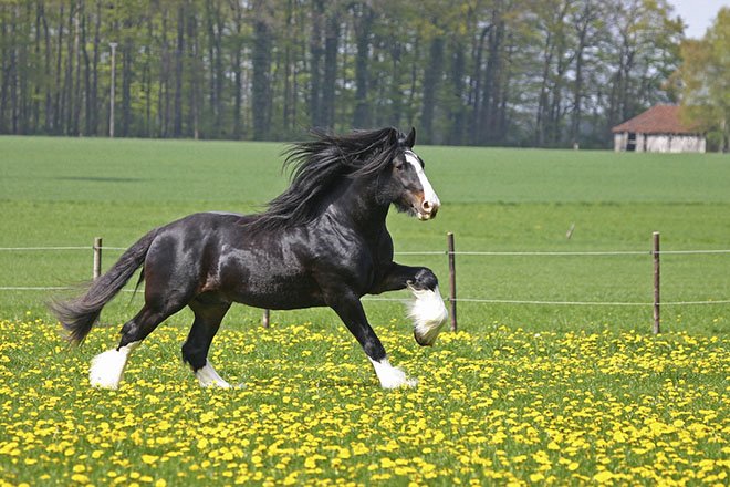 Порода коней Шайр: опис, характеристики і фото