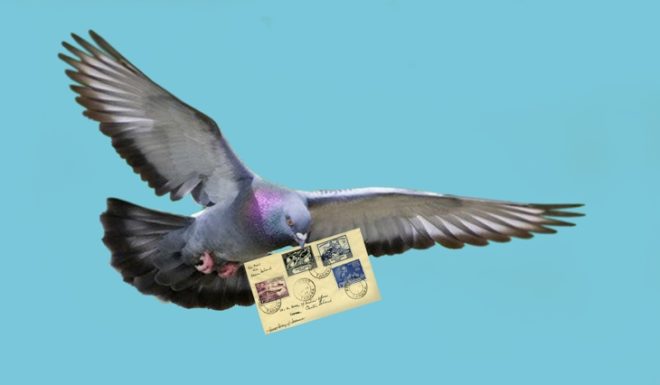 Поштові голуби (спортивні): опис, як знають куди летіти, фото